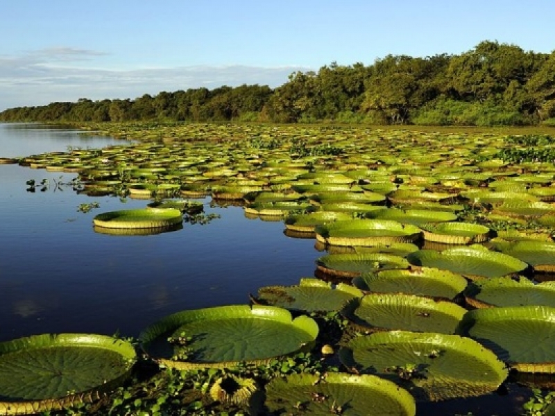 Resultado de imagen para turismo en esteros del iberá en corrientes